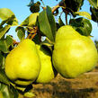 Hrušeň podzimní 'Blanka' - Pyrus communis 'Blanka'