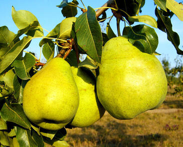 Hrušeň podzimní 'Blanka'