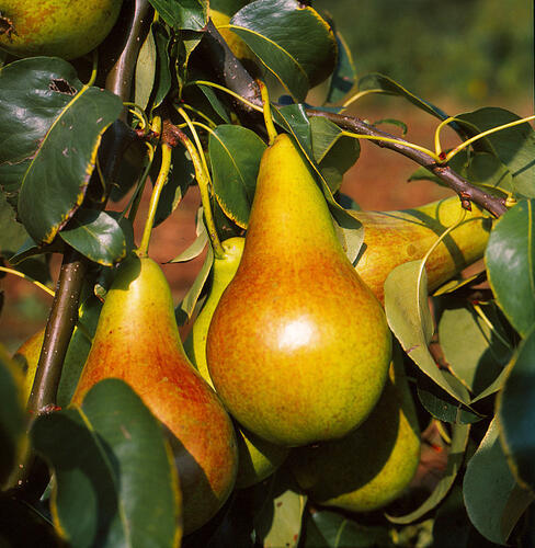 Hrušeň letní 'Diana' - Pyrus communis 'Diana'