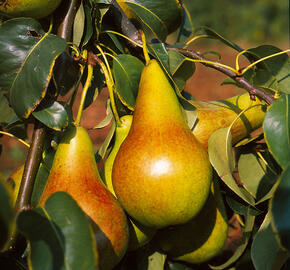 Hrušeň letní 'Diana' - Pyrus communis 'Diana'