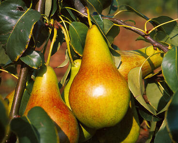 Hrušeň letní 'Diana'