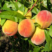 Broskvoň - pozdní 'Radost' - Prunus persica 'Radost'