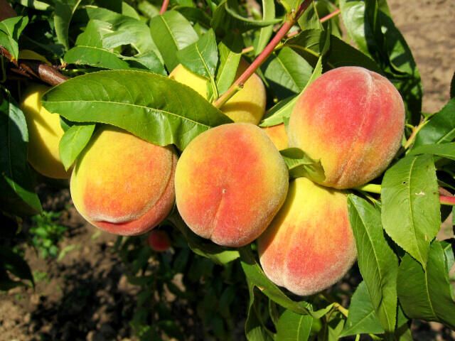 Broskvoň pozdní 'Radost' - Prunus persica 'Radost'
