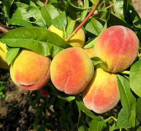 Broskvoň - pozdní 'Radost' - Prunus persica 'Radost'
