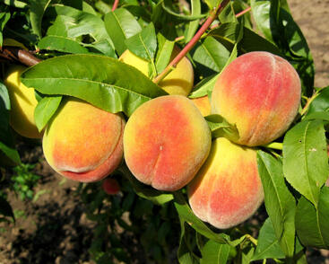 Broskvoň pozdní 'Radost'