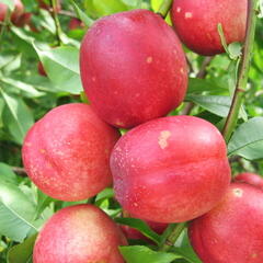 Nektarinka - velmi raná 'Neve' - Prunus persica 'Neve'