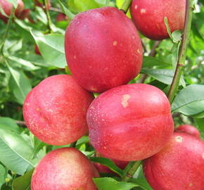 Nektarinka - velmi raná 'Neve' - Prunus persica 'Neve'