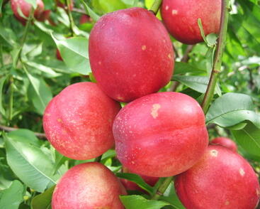 Nektarinka velmi raná 'Neve'