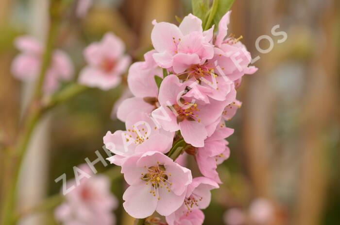 Broskvoň 'Cling' - Prunus persica 'Cling'