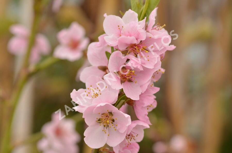 Broskvoň 'Cling' - Prunus persica 'Cling'