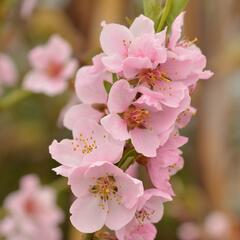 Broskvoň 'Cling' - Prunus persica 'Cling'