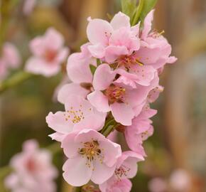 Broskvoň 'Cling' - Prunus persica 'Cling'