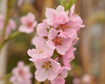 Broskvoň středně raná 'Cling'