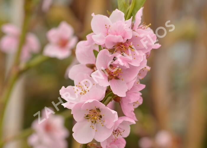 Broskvoň 'Cling' - Prunus persica 'Cling'