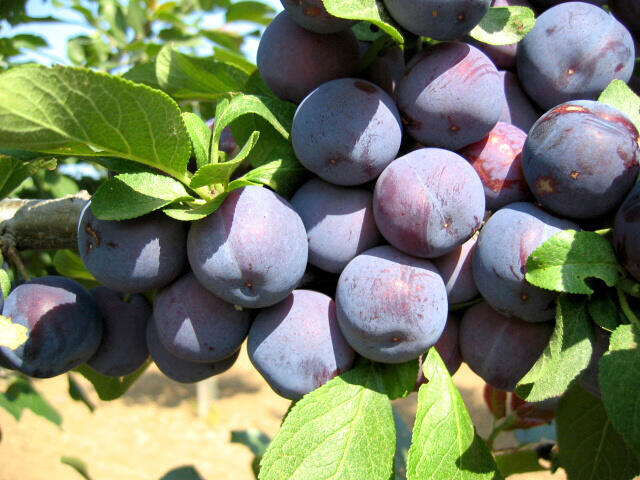 Slíva - raná 'Bryská' - Prunus domestica 'Bryská'