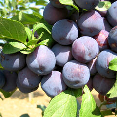 Slíva - raná 'Bryská' - Prunus domestica 'Bryská'