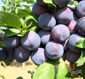 Slíva - raná 'Bryská' - Prunus domestica 'Bryská'