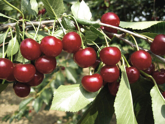 Višeň  pozdní - kyselka 'Újfehértoi Fürtös' - Prunus cerasus 'Ujfehértoi Fürtös'