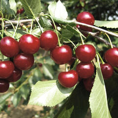 Višeň  pozdní - kyselka 'Újfehértoi Fürtös' - Prunus cerasus 'Ujfehértoi Fürtös'