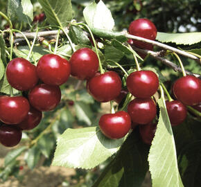 Višeň  pozdní - kyselka 'Újfehértoi Fürtös' - Prunus cerasus 'Ujfehértoi Fürtös'