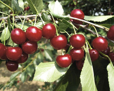 Višeň pozdní kyselka 'Újfehértoi Fürtös'