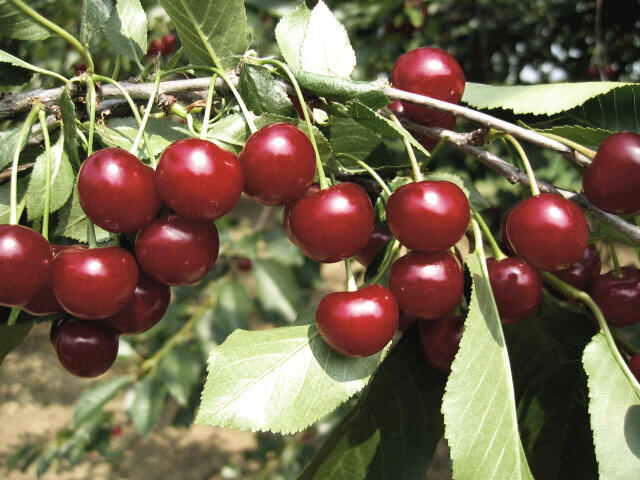 Višeň pozdní - kyselka 'Újfehértoi Fürtös' - Prunus cerasus 'Ujfehértoi Fürtös'