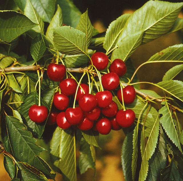 Třešeň pozdní - chrupka 'Sam' - Prunus avium 'Sam'