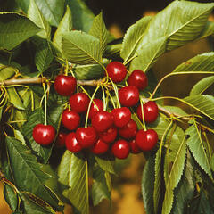 Třešeň pozdní - chrupka 'Sam' - Prunus avium 'Sam'