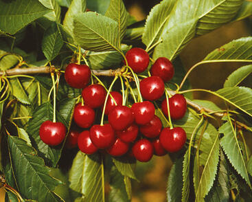 Třešeň pozdní chrupka 'Sam'