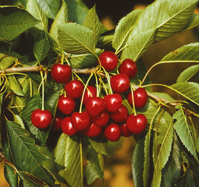 Třešeň pozdní chrupka 'Sam' - Prunus avium 'Sam'