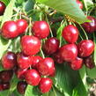 Třešeň raná - srdcovka 'Helga' - Prunus avium 'Helga'