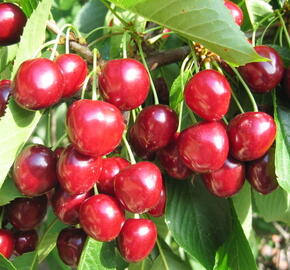 Třešeň raná - srdcovka 'Helga' - Prunus avium 'Helga'