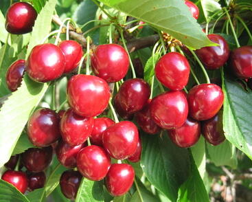 Třešeň raná srdcovka 'Helga'