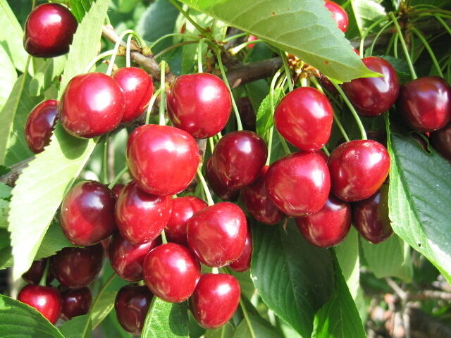 Třešeň raná - srdcovka 'Helga' - Prunus avium 'Helga'