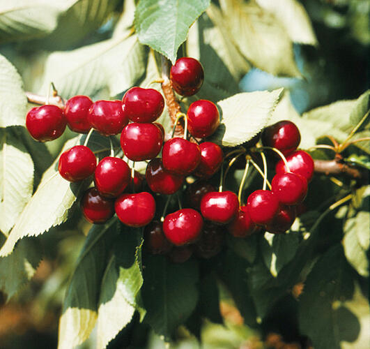 Třešeň pozdní - chrupka 'Halka' - Prunus avium 'Halka'