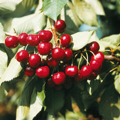 Třešeň pozdní chrupka 'Halka' - Prunus avium 'Halka'