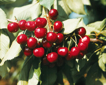 Třešeň pozdní chrupka 'Halka'