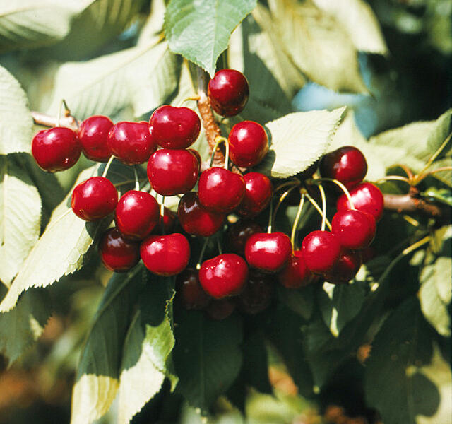 Třešeň pozdní chrupka 'Halka' - Prunus avium 'Halka'