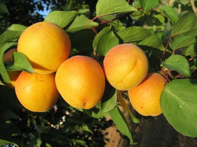 Meruňka raná 'Legolda' - Prunus armeniaca 'Legolda'