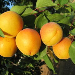 Meruňka raná 'Legolda' - Prunus armeniaca 'Legolda'