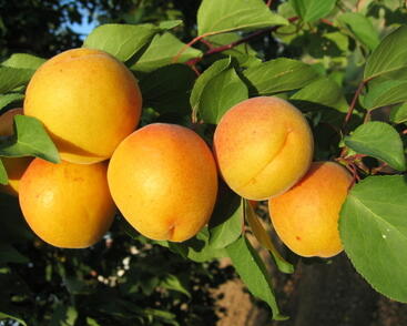 Meruňka raná 'Legolda'