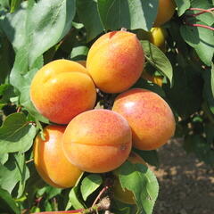 Meruňka velmi raná 'Ledana' - Prunus armeniaca 'Lebona'