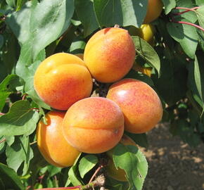 Meruňka velmi raná 'Ledana' - Prunus armeniaca 'Lebona'