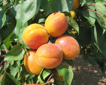 Meruňka velmi raná 'Ledana'