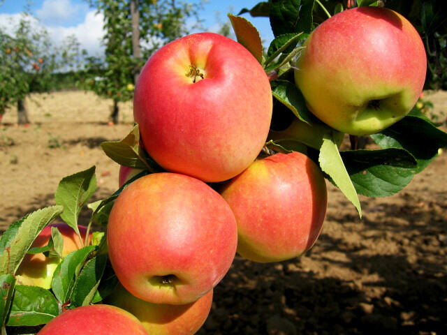 Jabloň zimní 'Svatava' - Malus domestica 'Svatava'