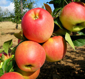 Jabloň zimní 'Svatava' - Malus domestica 'Svatava'