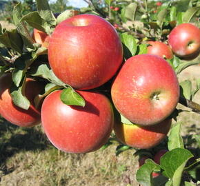 Jabloň zimní 'Rosana' - Malus domestica 'Rosana'