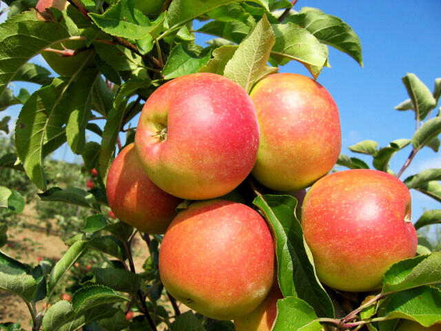 Jabloň zimní 'Otava' - Malus domestica 'Otava'