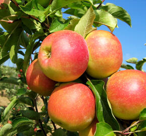 Jabloň zimní 'Otava' - Malus domestica 'Otava'