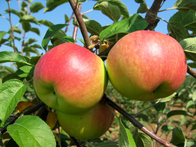 Jabloň zimní 'Ontario' - Malus domestica 'Ontario'